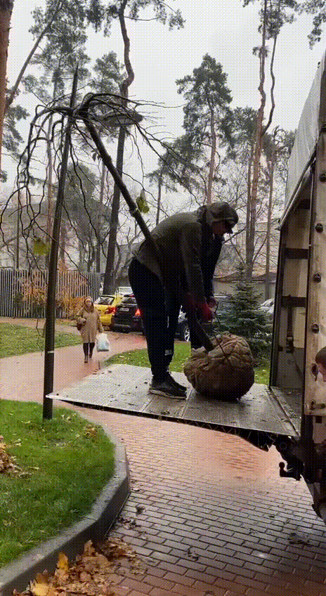посадка дерев