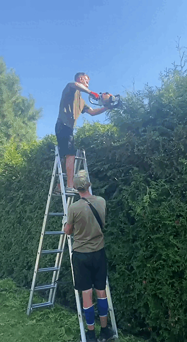 Обрізка живоплотів